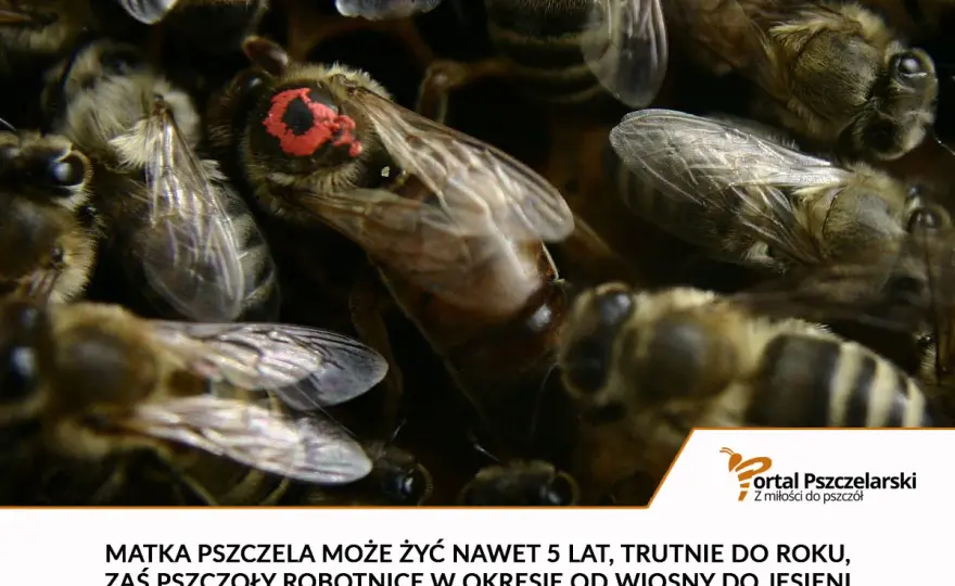 Ile żyje pszczoła? Robotnica, królowa i truteń