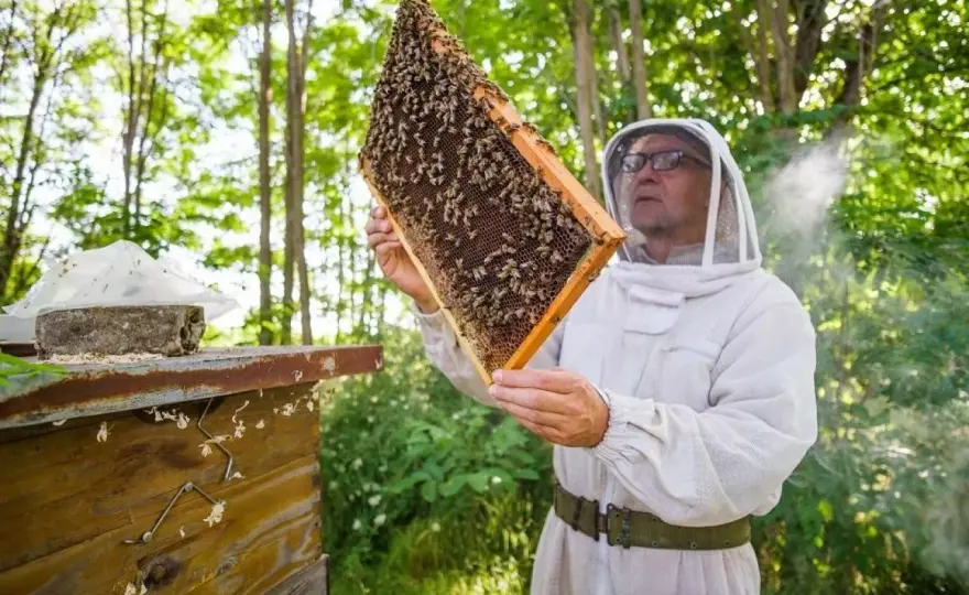 Dotacje dla pszczelarzy - ile można odzyskać i jak złożyć wniosek