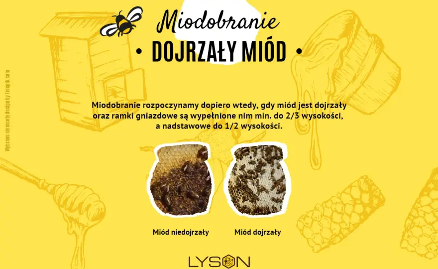Miodobranie bez błędów - jak zadbać o jakość miodu