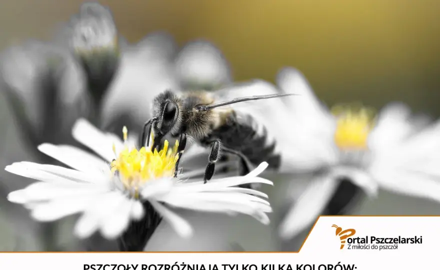 Pszczoła pod mikroskopem - co naprawdę widać?