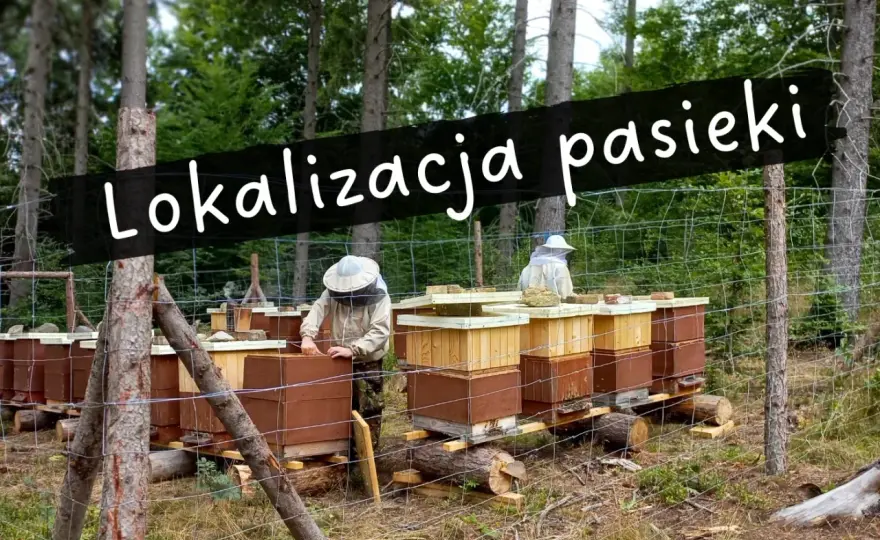 Pasieka pod lasem - kiedy ma sens i jak wybrać miejsce