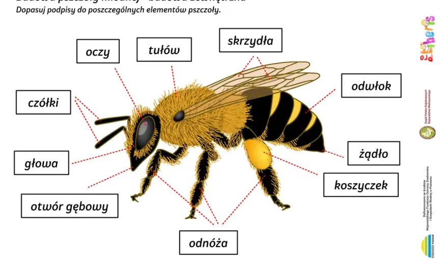 Głowa pszczoły - budowa, funkcje i różnice między kastami