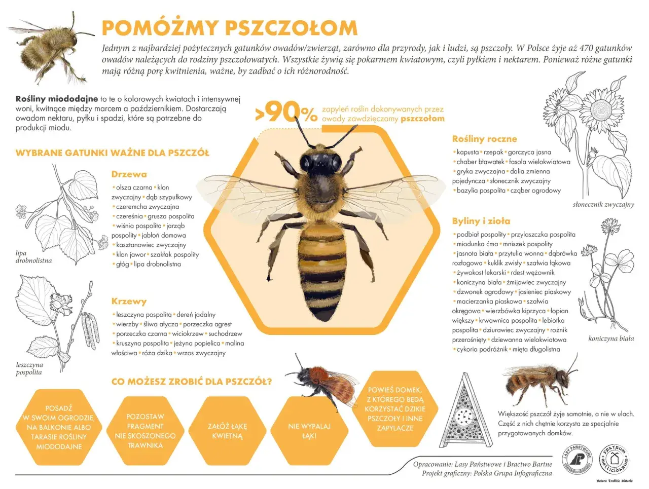 W Polsce żyje 470 gatunków pszczół. Dowiedz się, jak pomóc tym pożytecznym owadom, sadząc rośliny miododajne. 365 faktów o pszczołach czeka!