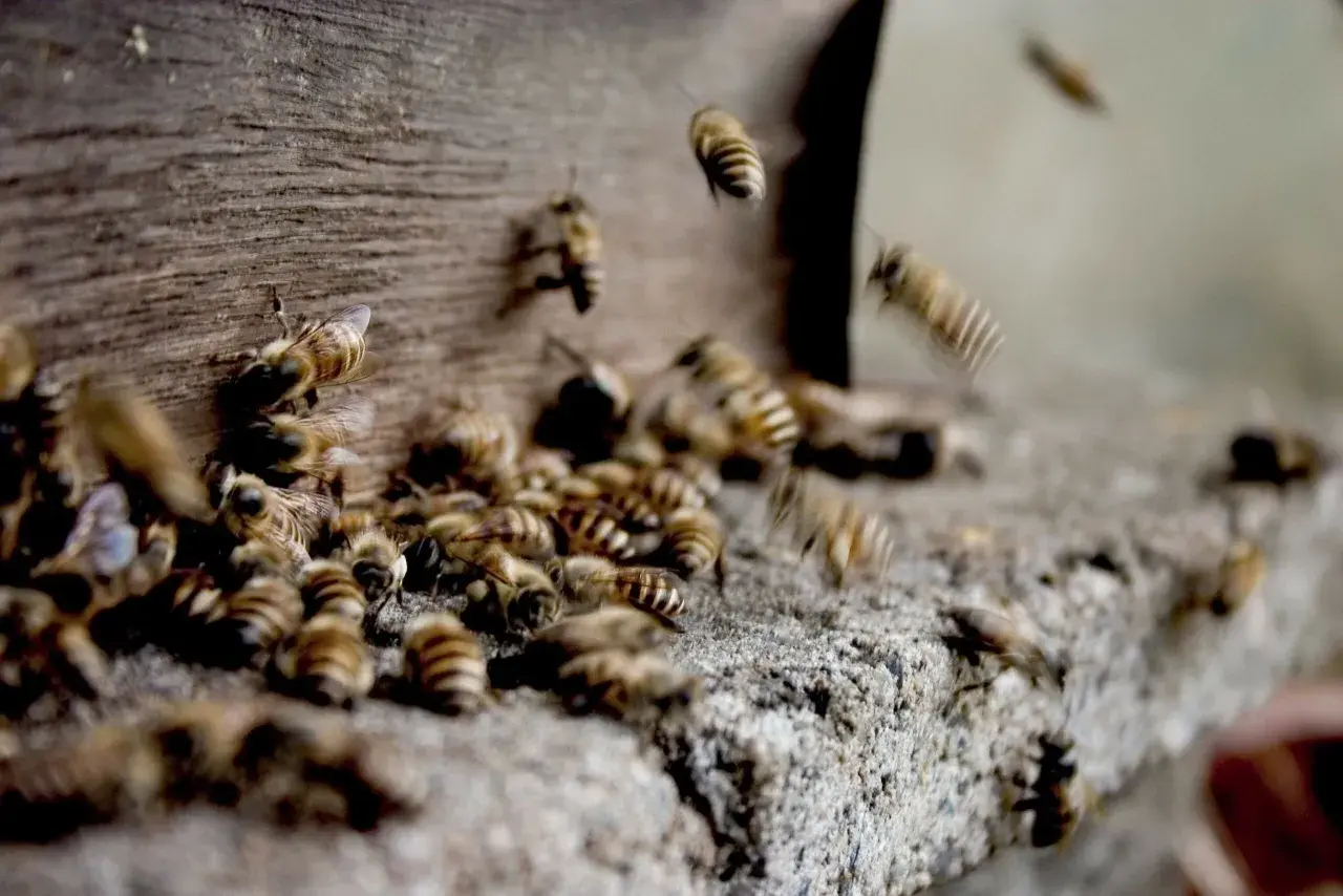 Rój pszczół przy ulu. Ich praca to cenny propolis na grzybicę, naturalny lek.
