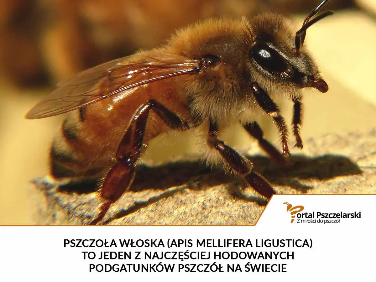Pszczoła włoska, czyli Apis mellifera ligustica, to jeden z najpopularniejszych podgatunków pszczół na świecie.