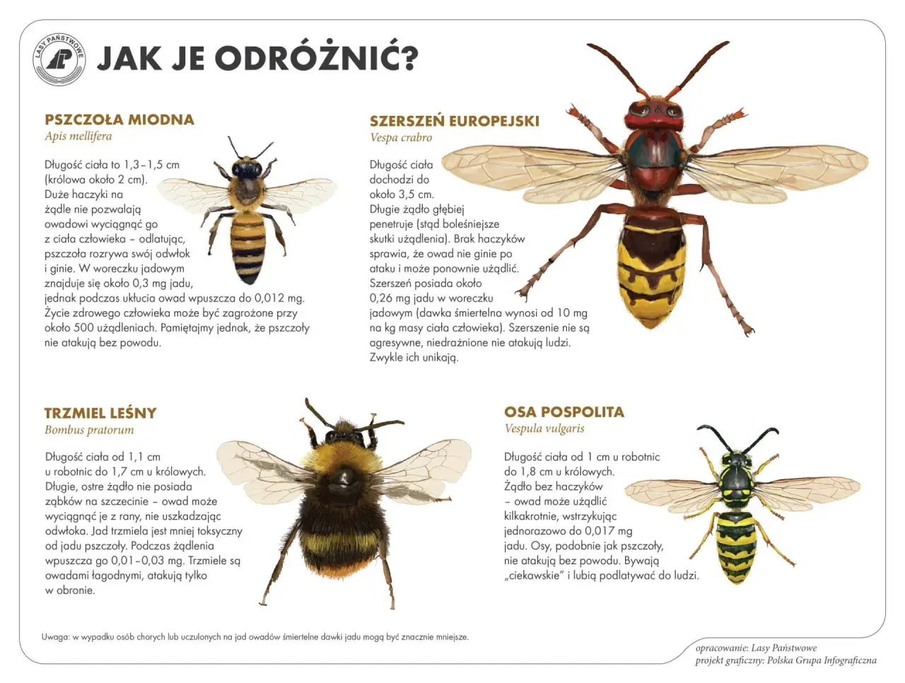 Trzmiel leśny, pszczoła miodna, szerszeń europejski i osa pospolita – porównanie owadów.
