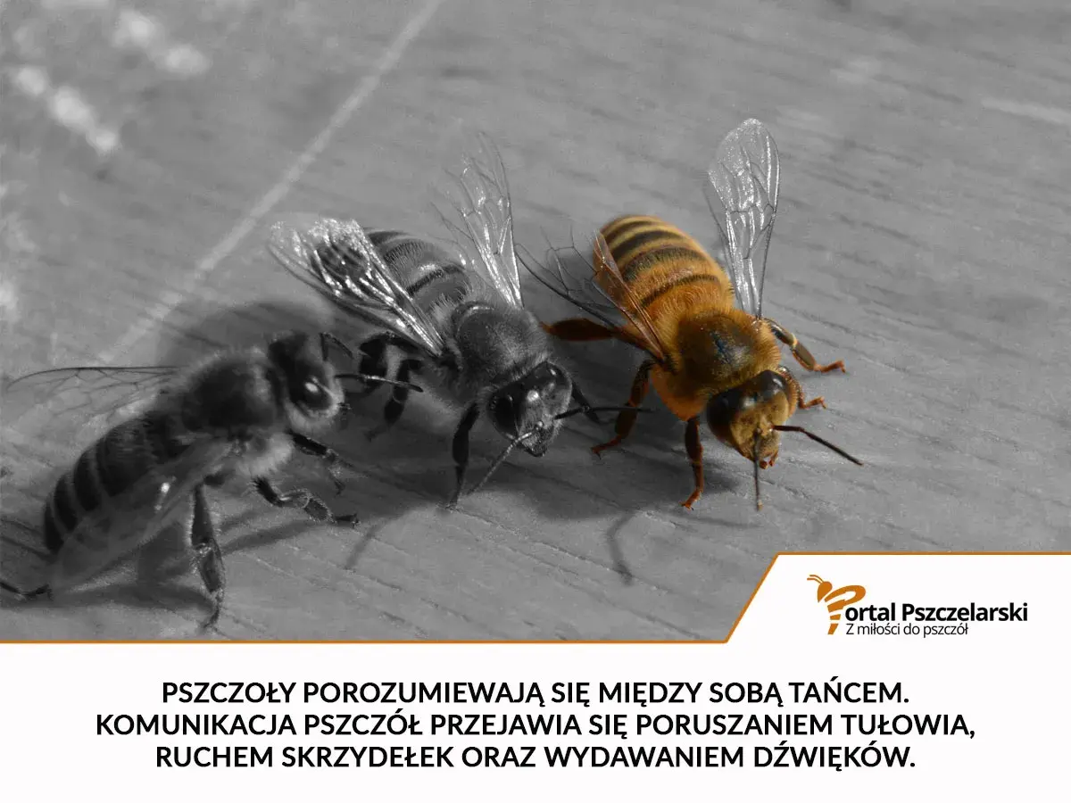 Trzy pszczoły na drewnianej powierzchni. Jedna, kolorowa, wykonuje taniec, pokazując, jak porozumiewają się pszczoły.