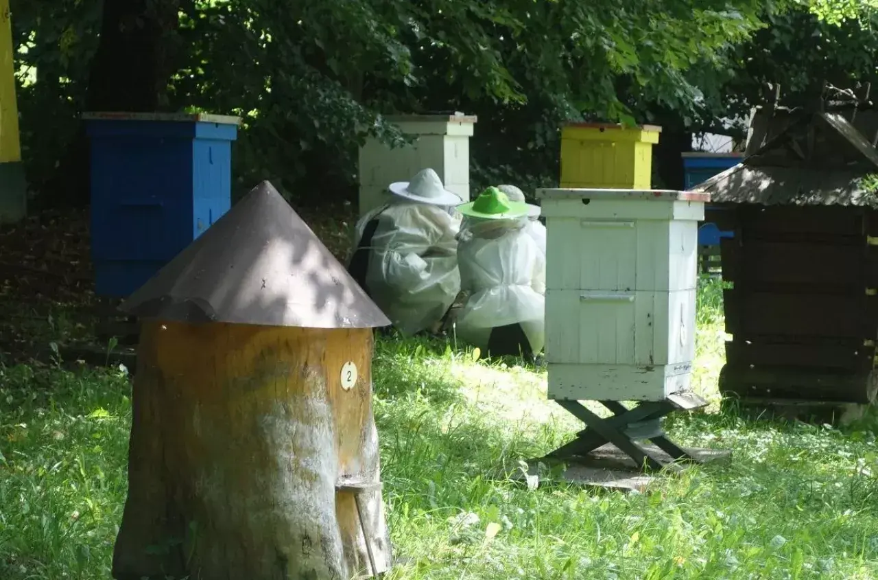 Pasieka z ulami i pszczelarzami w strojach ochronnych. Rozważasz sprzedaż miodu z własnej pasieki a podatek?