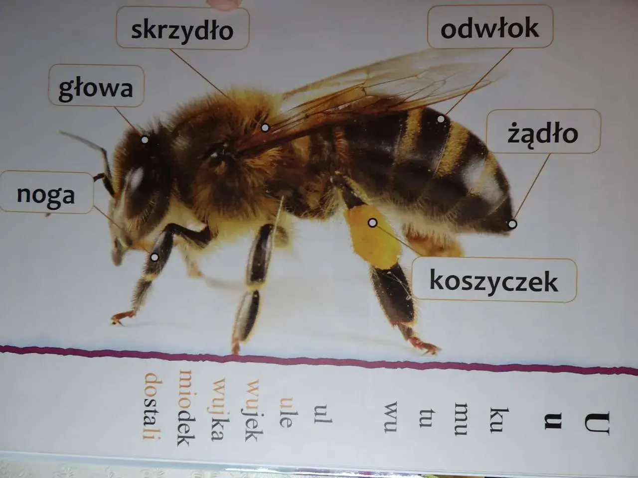 Szczegółowy rysunek pokazuje, jak wygląda pszczoła: jej głowa, skrzydła, nogi, odwłok i żądło. Na nodze widać koszyczek z pyłkiem.