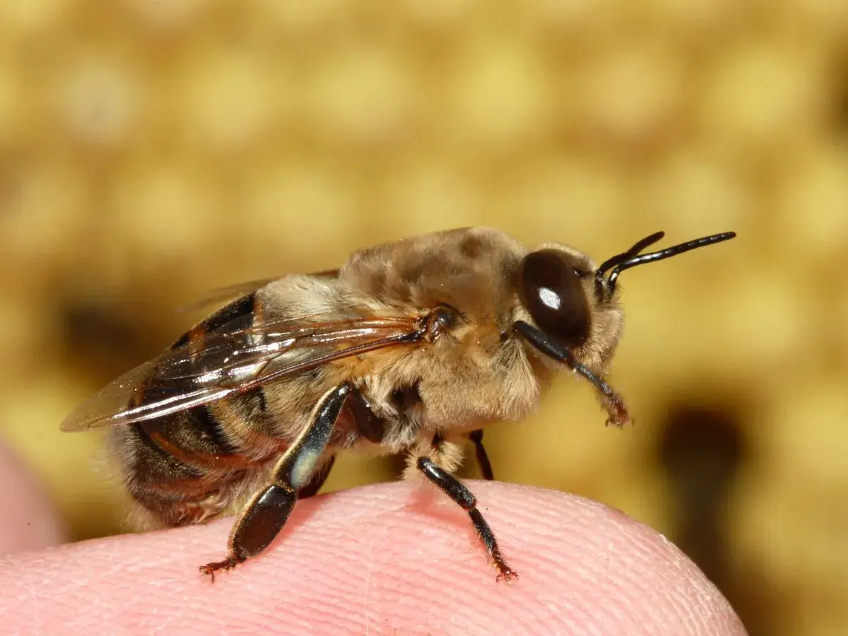 Apis mellifera, pszczoła miodna, siedzi na ludzkim palcu, jej czułki wyciągnięte w kierunku obiektywu.