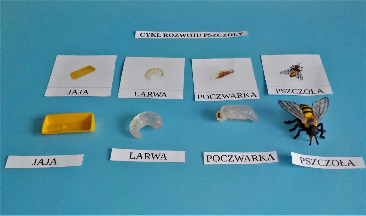 Cykl rozwoju pszczoły: jajko, biała larwa pszczoły, poczwarka i dorosła pszczoła.
