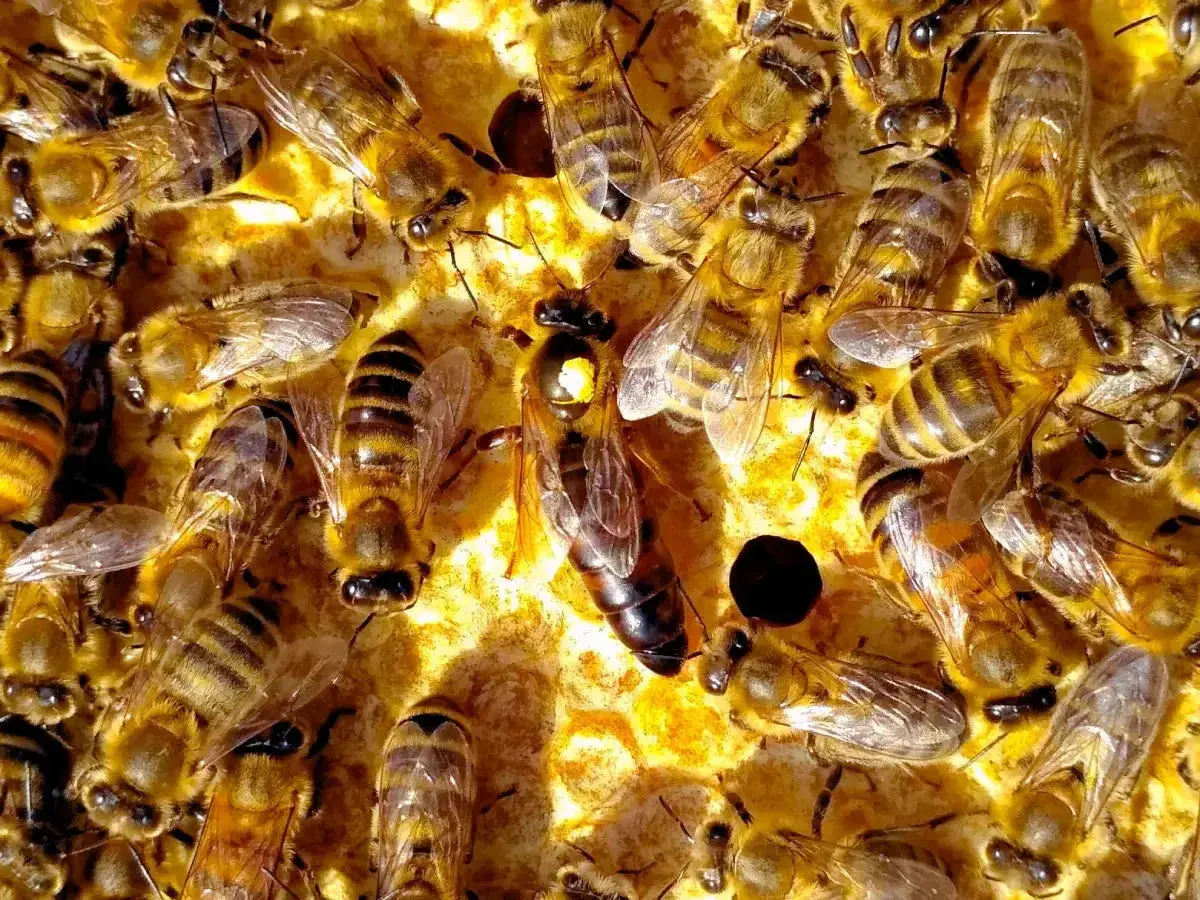 Rój pszczół pracowicie zbiera propolis. Zastanawiasz się, ile propolisu na 0.5 l spirytusu?