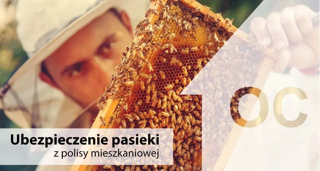 Pszczelarz w kapeluszu z siatką ogląda ramkę z pszczołami. Ubezpieczenie pasieki z polisy mieszkaniowej.