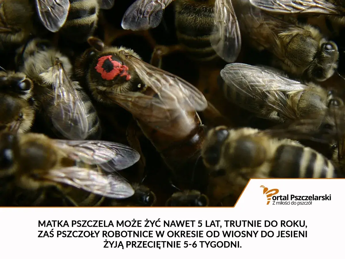 Matka pszczela żyje do 5 lat, trutnie do roku, a robotnice 5-6 tygodni.