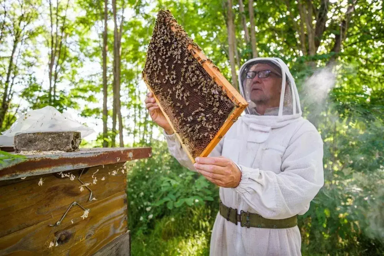 Pszczelarz w stroju ochronnym ogląda ramkę z pszczołami. Dostępne dotacje dla pszczelarzy pomagają rozwijać pasieki.