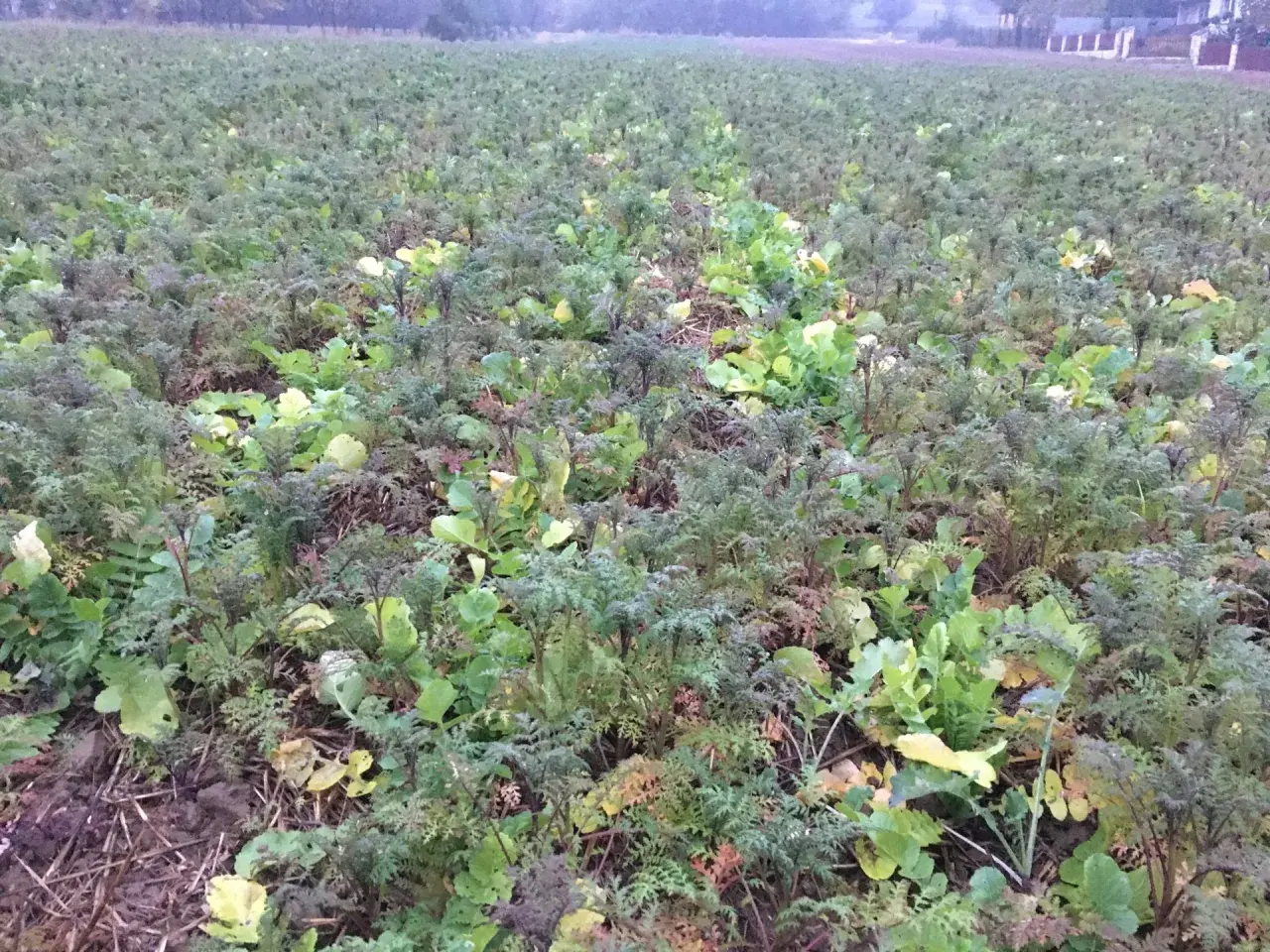 Pole obsadzone rzodkiewką oleistą, która jest cenną rośliną miododajną.
