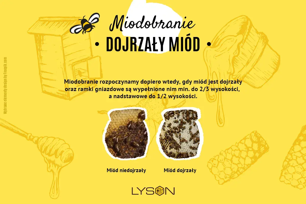 Ilustracja o produkcji miodu: ul, pszczoła, słoik z miodem. Porównanie miodu niedojrzałego i dojrzałego.