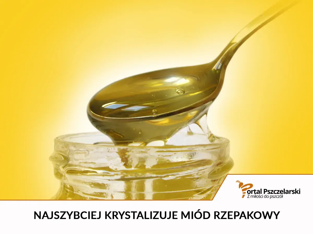 Łyżka z płynnym, złotym miodem rzepakowym kapie do słoika. Choć piękny, miód rzepakowy szkodliwy bywa dla pszczół.