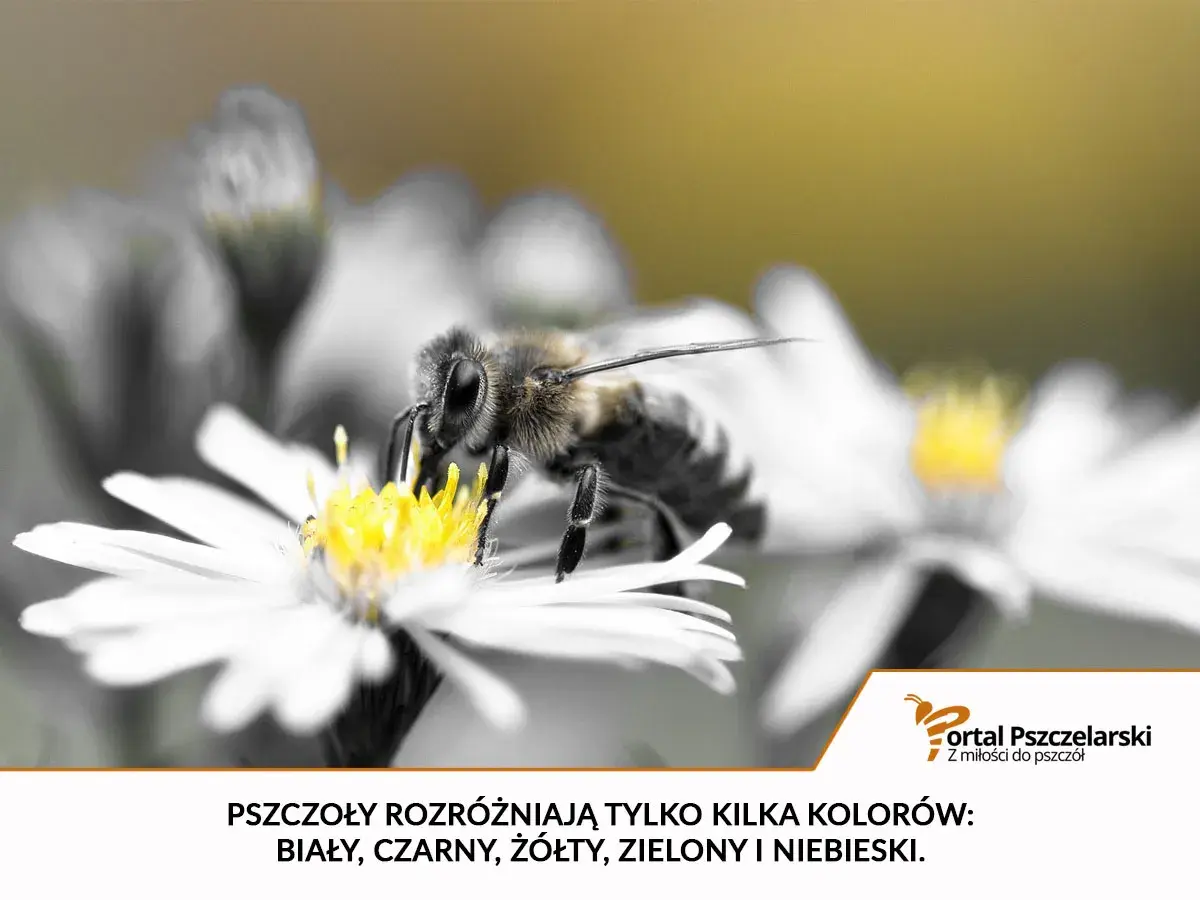 Pszczoła zbiera nektar z białego kwiatu. Widok z bliska, jakby pod mikroskopem, ukazuje jej futrzaste ciało i czułki.