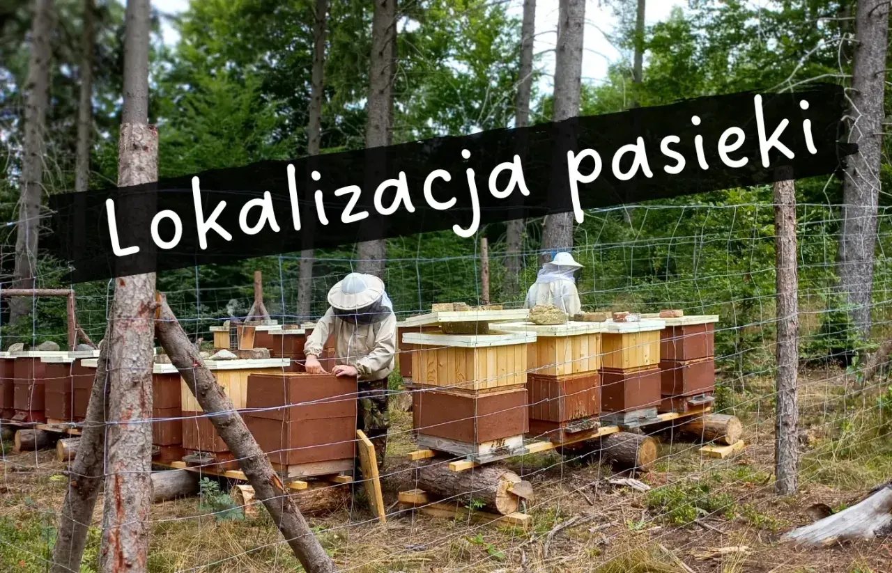 Ustawianie uli w lesie. Pasieka pod lasem, gdzie pszczelarze w strojach ochronnych pracują przy ulach.