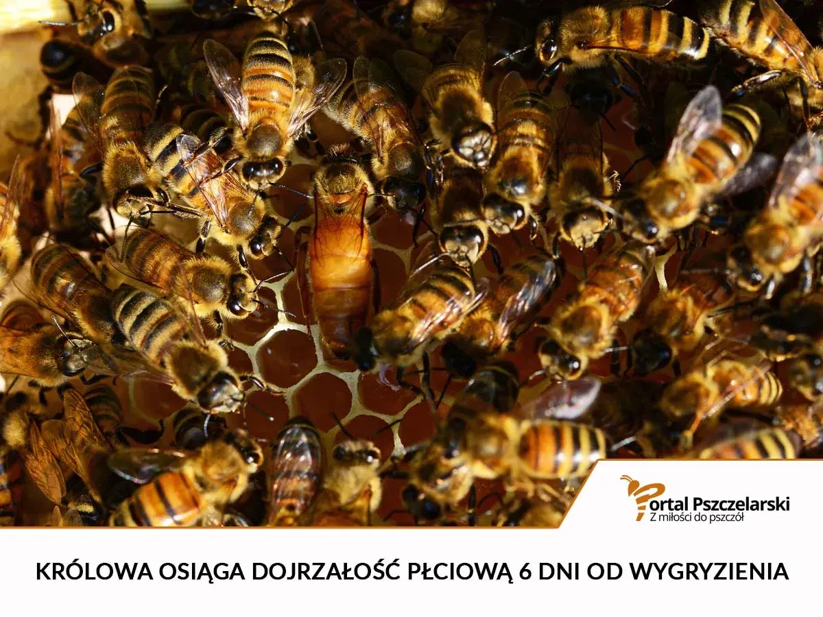 Królowa pszczół, otoczona przez robotnice, osiąga dojrzałość płciową 6 dni od wygryzienia.