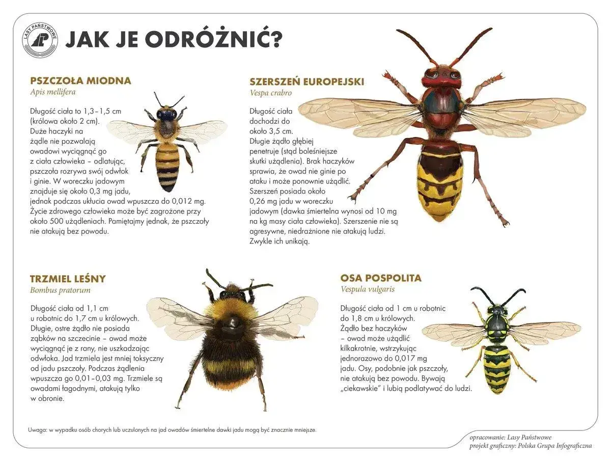 Jak pozbyć się pszczół? Poradnik rozróżnia pszczołę miodną, szerszenia, trzmiela i osę. Unikaj agresywnych owadów.