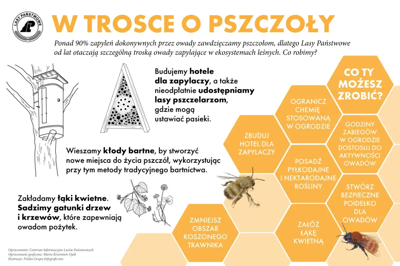 Pszczoła ziemna i jej przyjaciele w hotelu dla zapylaczy. Lasy Państwowe dbają o owady, budując dla nich domy i tworząc łąki.