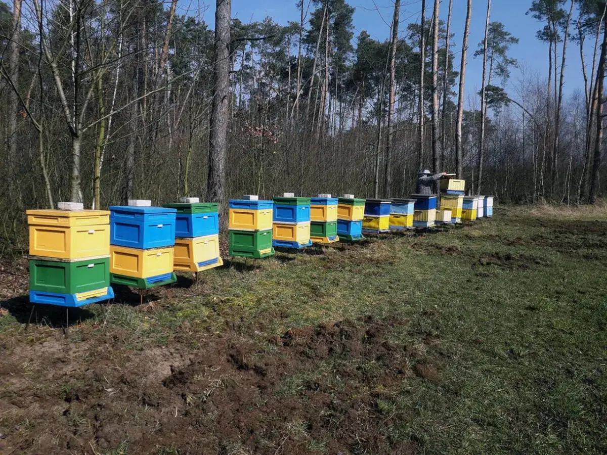 Rząd kolorowych uli w lesie, przygotowanych na oblot pszczół. Pszczelarz dogląda pasieki.