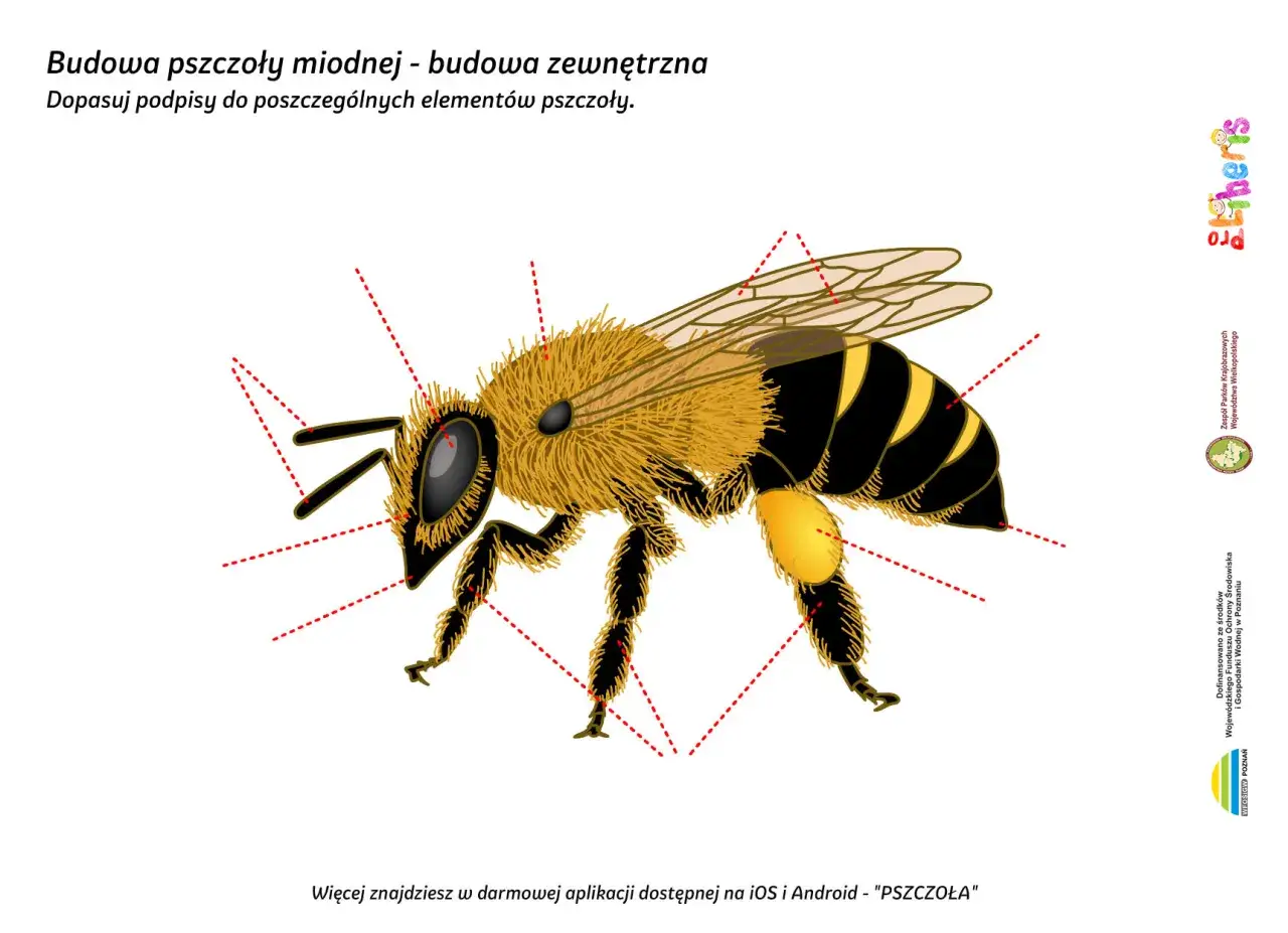 Ilustracja pokazuje, jak wygląda pszczoła miodna z zaznaczonymi elementami budowy zewnętrznej.