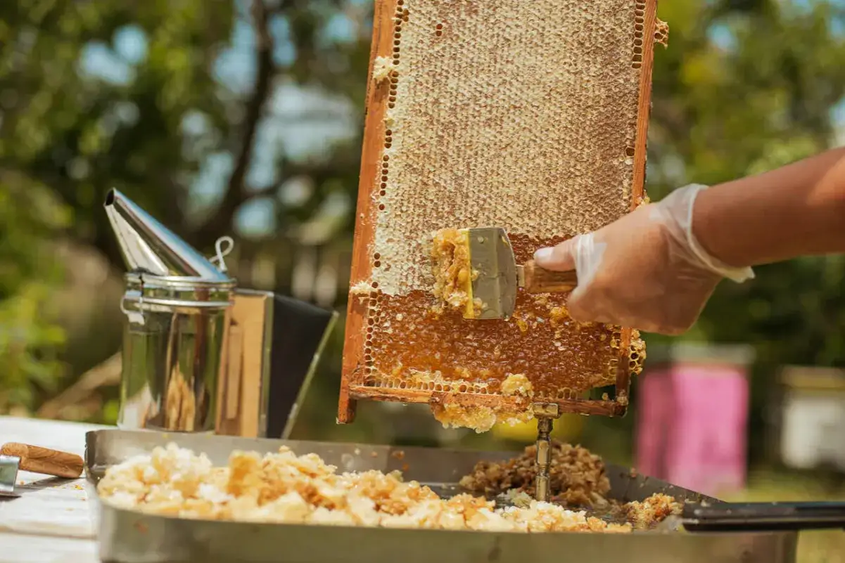 Ręka w rękawiczce zdejmuje wosk z plastra miodu, rozpoczynając proces produkcji miodu.