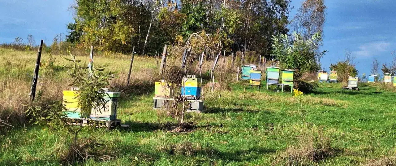 Kolorowe ule stoją na zielonej łące, otoczone drzewami. To dom dla pracowitych pszczół, które tworzą słomiany ul.