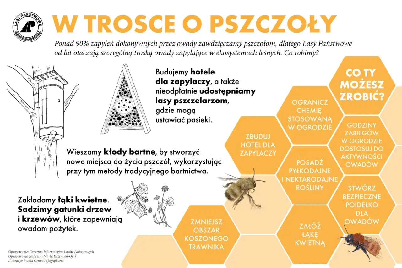 Lasy Państwowe troszczą się o pszczoły, budując hotele dla zapylaczy i tworząc łąki kwietne. Dowiedz się więcej o pszczołach i jak im pomóc.