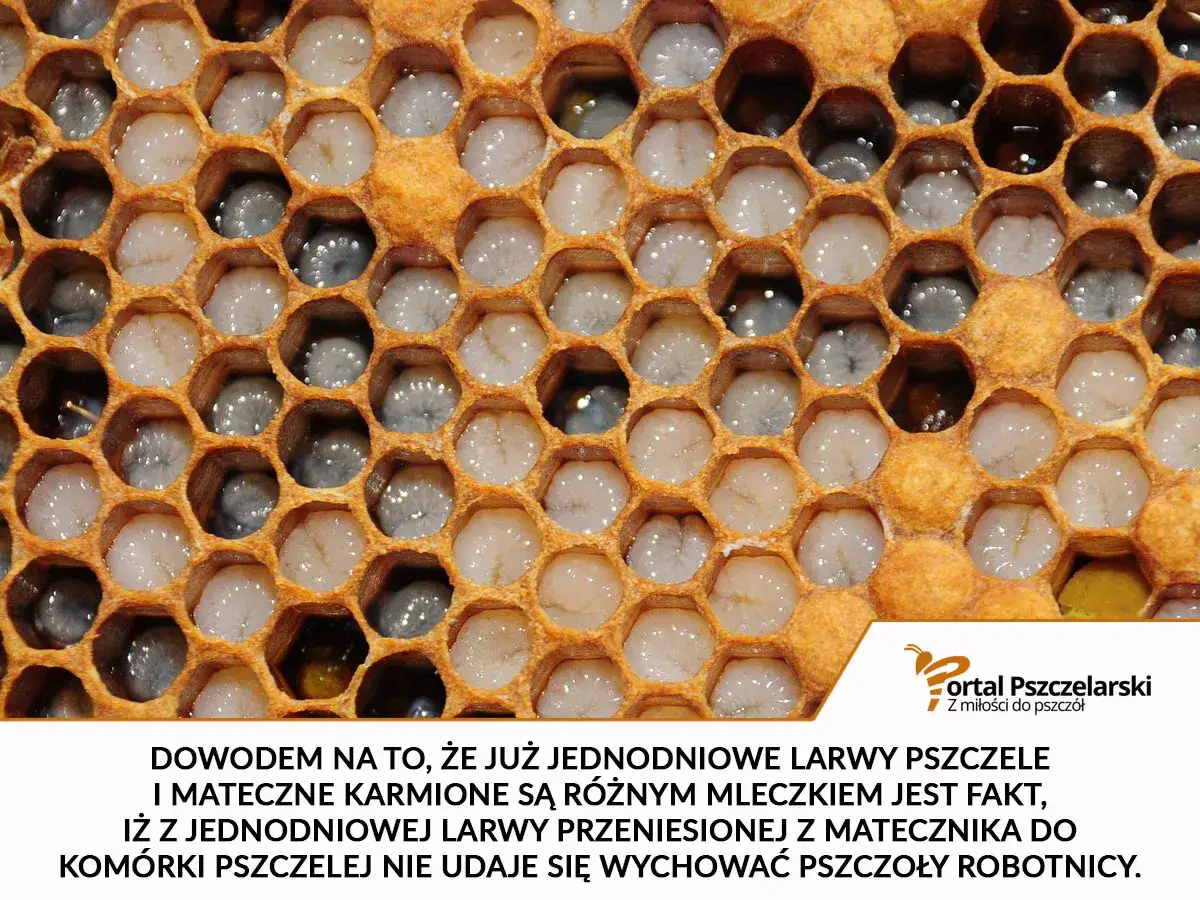 W komórkach plastra pszczelego widać białe i szare larwy pszczół. Każda larwa pszczoły czeka na swój rozwój.