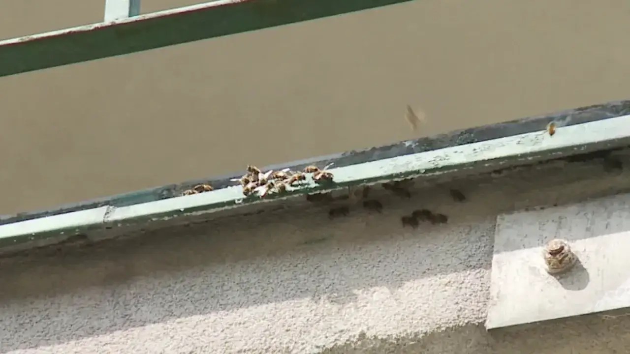 Rój pszczół na balkonie, zbierają się na krawędzi, szukając schronienia lub wody.